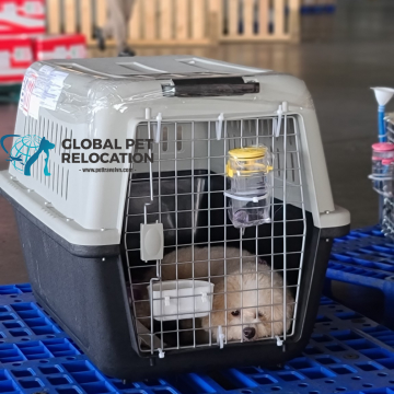 Export your pets from Vietnam