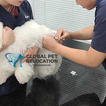 Veterinary procedures services